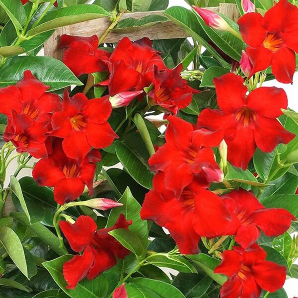 Mandevilla, Red Velvet Plant for the Patio, #10.0