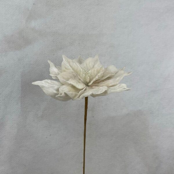 Velvet Cream Poinsettia