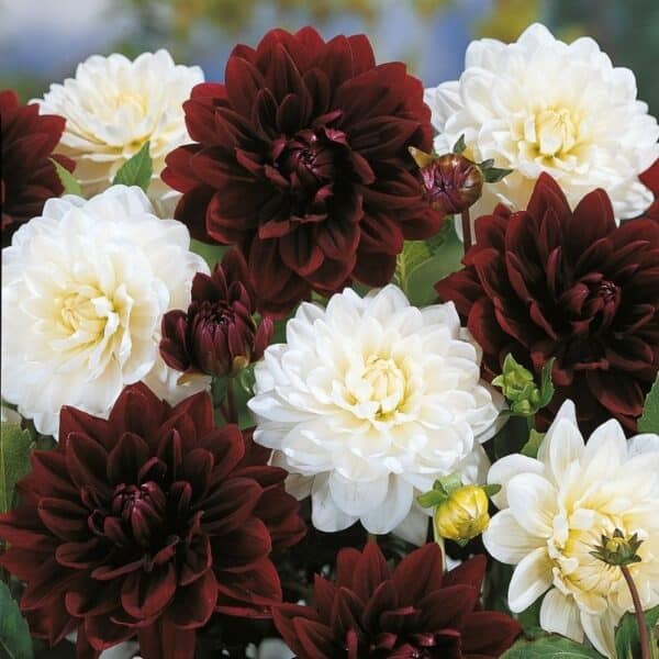Dahlia Double Delight Duo Summer-flowering Bulb