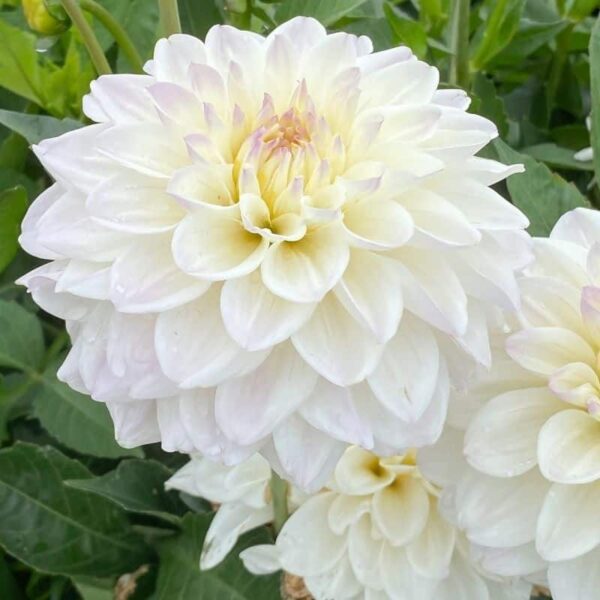 Dahlia Go Go White Summer-flowering Bulb