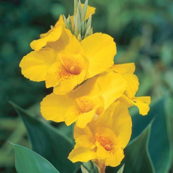 Canna Yellow King Humbert Summer-flowering Bulb