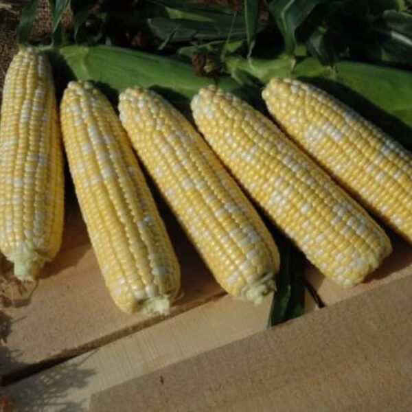 Chef Jeff "Sweet American Dream" Corn