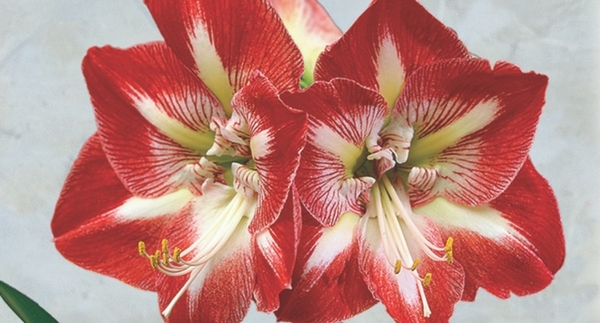 Holiday Houseplants