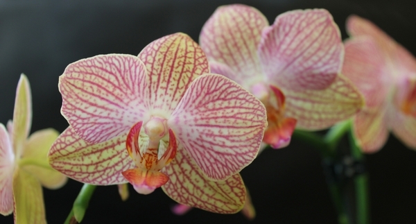 Orchids 101