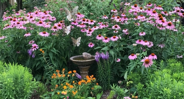 Lori’s Monarch Waystation