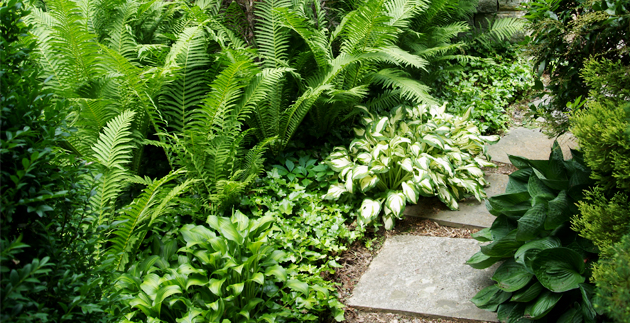 Plant Spotlight: Hostas and Ferns