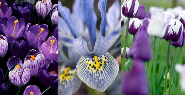 Planting Bulbs for Spring Blossoms
