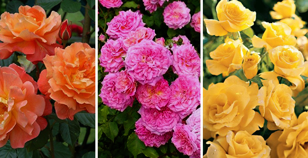 The Ultimate Rose Guide