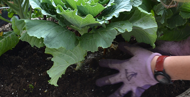 Amendments for Powerful Soil