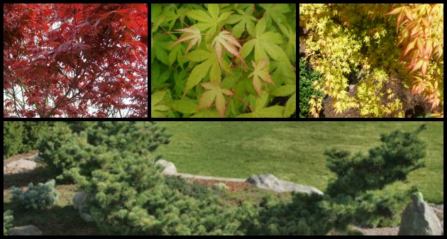 Specimen Plants