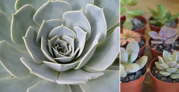 Decorating with Succulents
