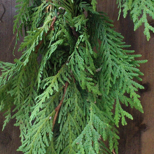 60FT Cedar Roping Fresh Garland