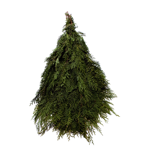 Port Orford Cedar Bunch