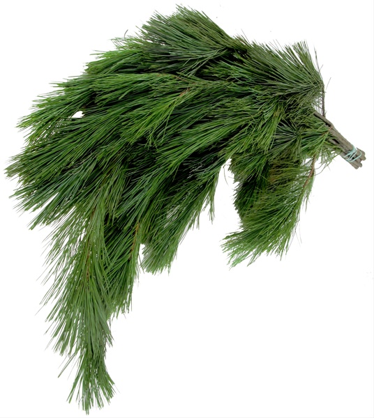 White Pine Bunch