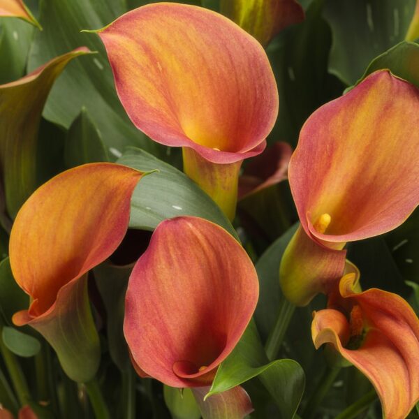 Calla Lily, Be My Main Squeeze, #6.5 pot - Proven Winners