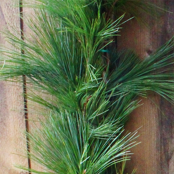 60FT White Pine Roping Fresh Garland