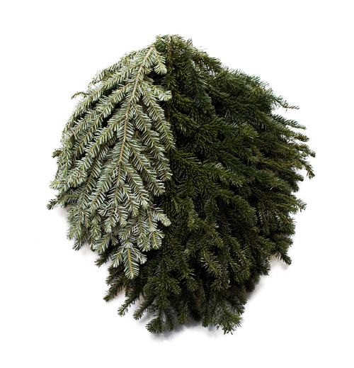 Silver Fir Bunch