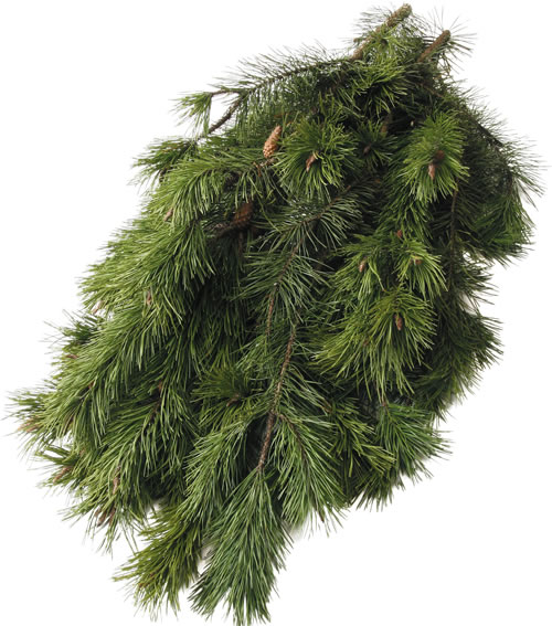 Shore Pine Bunch