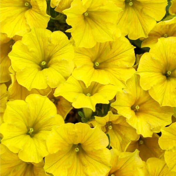 Proven Winners 'Supertunia Mini Vista' Yellow Petunia Hanging Basket