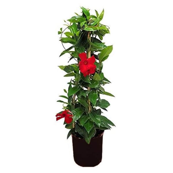 Mandevilla, Red TeePee Plant for the Patio, #10.0