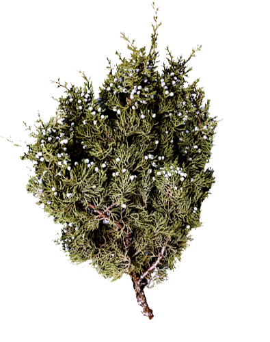 Berried Juniper Bunch