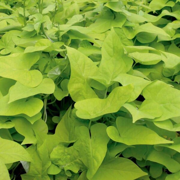 Proven Winners 'Proven Accents' Margarita Sweet Potato Vine 3.5 inch Pot