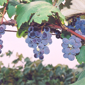 Concord Grape #2 gallon pot - Hollybrook Farms