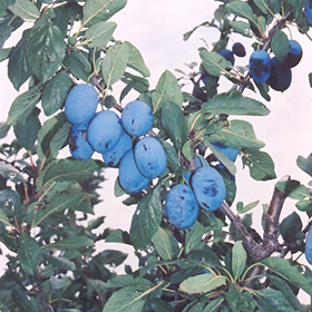 Damson Plum #7 gallon pot - Hollybrook Farms