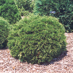 Hetz Midget Arborvitae #1 gallon pot