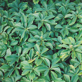 Japanese Spurge 50-cell flat