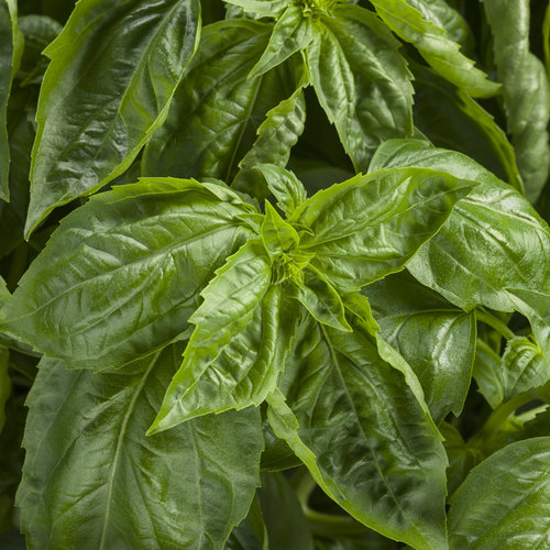 Proven Winners Basil Amazel