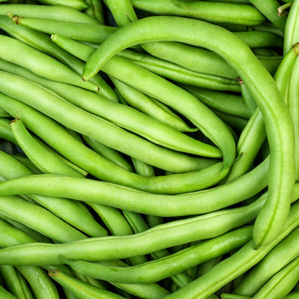 Chef Jeff "Kentucky Wonder" Heirloom Bean