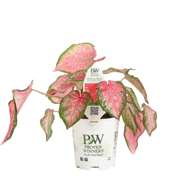 Proven Winners Caladium Heart to Heart Blushing Bride
