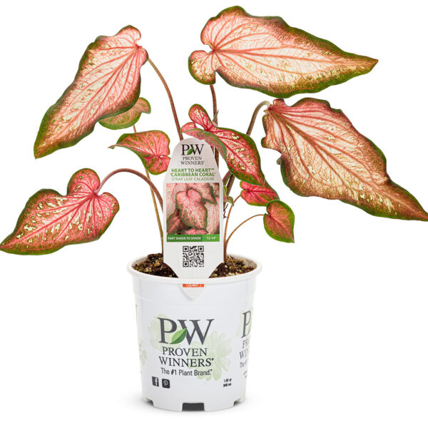 Proven Winners Caladium Heart to Heart Caribbean Coral