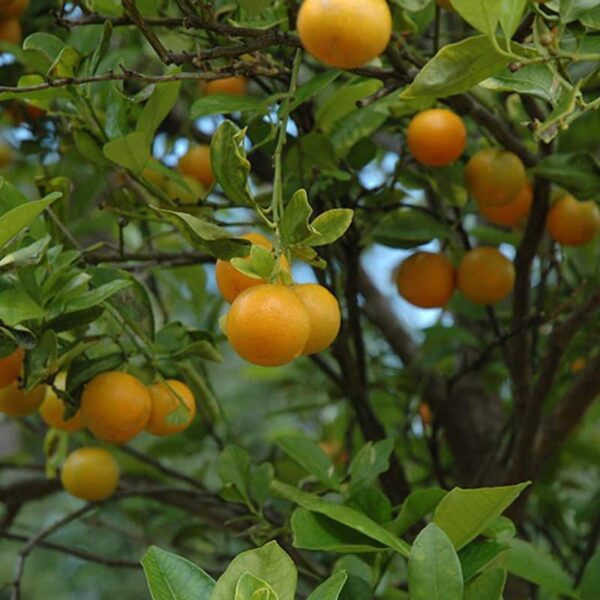 Calamondin 12" hanging basket