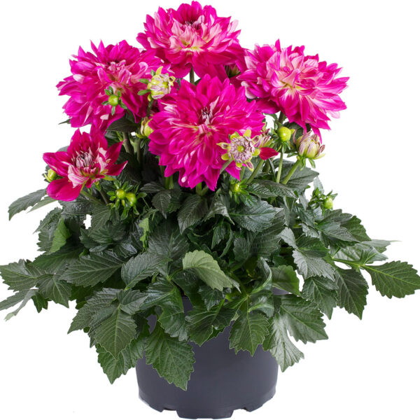 Proven Winners Dahlia Grande Cadena