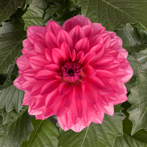 Proven Winners Dahlia Grande Mendoza