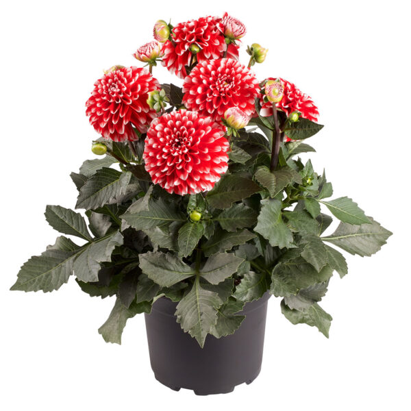 Proven Winners Dahlia Grande Merida