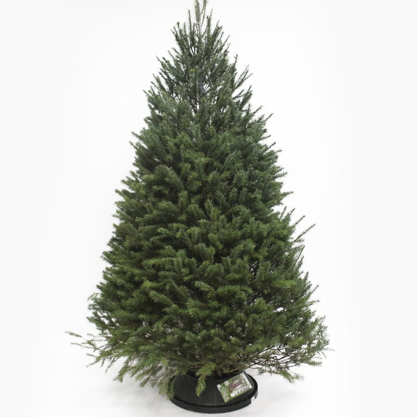 8' Douglas Fir Premium Michigan Grown Fresh Cut Tree