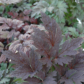 Brunette Bugbane #2 gallon pot