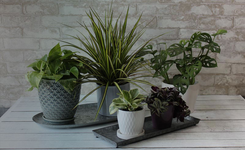 10 Best Clean Air House Plants