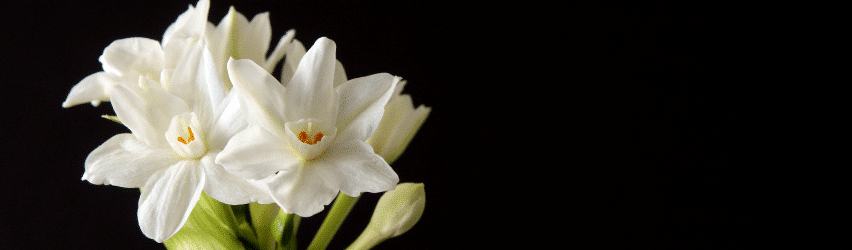 Growing Paperwhites