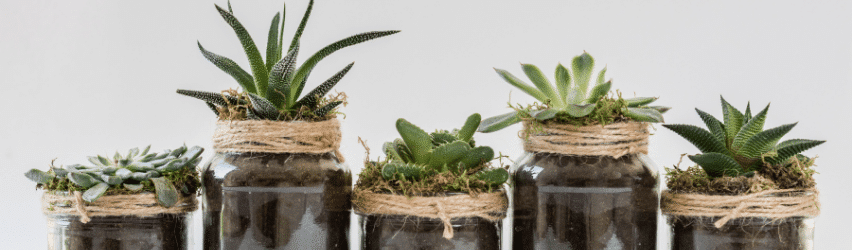 Winter House Plant Care
