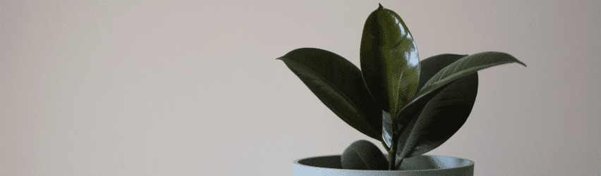 Ficus Burgundy