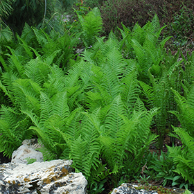 Ostrich Fern #2 gallon pot