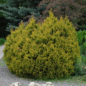 Rheingold Arborvitae #2 gallon pot - 8-10" spread