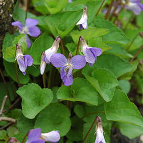 Wooly Blue Violet 4.25"/quart pot - Caterpillar Candy