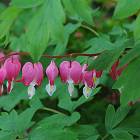 Common Bleeding Heart #2 gallon pot