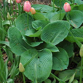 Elegans Hosta #1 gallon pot