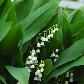 Lily-Of-The-Valley 3.25"/pint pot